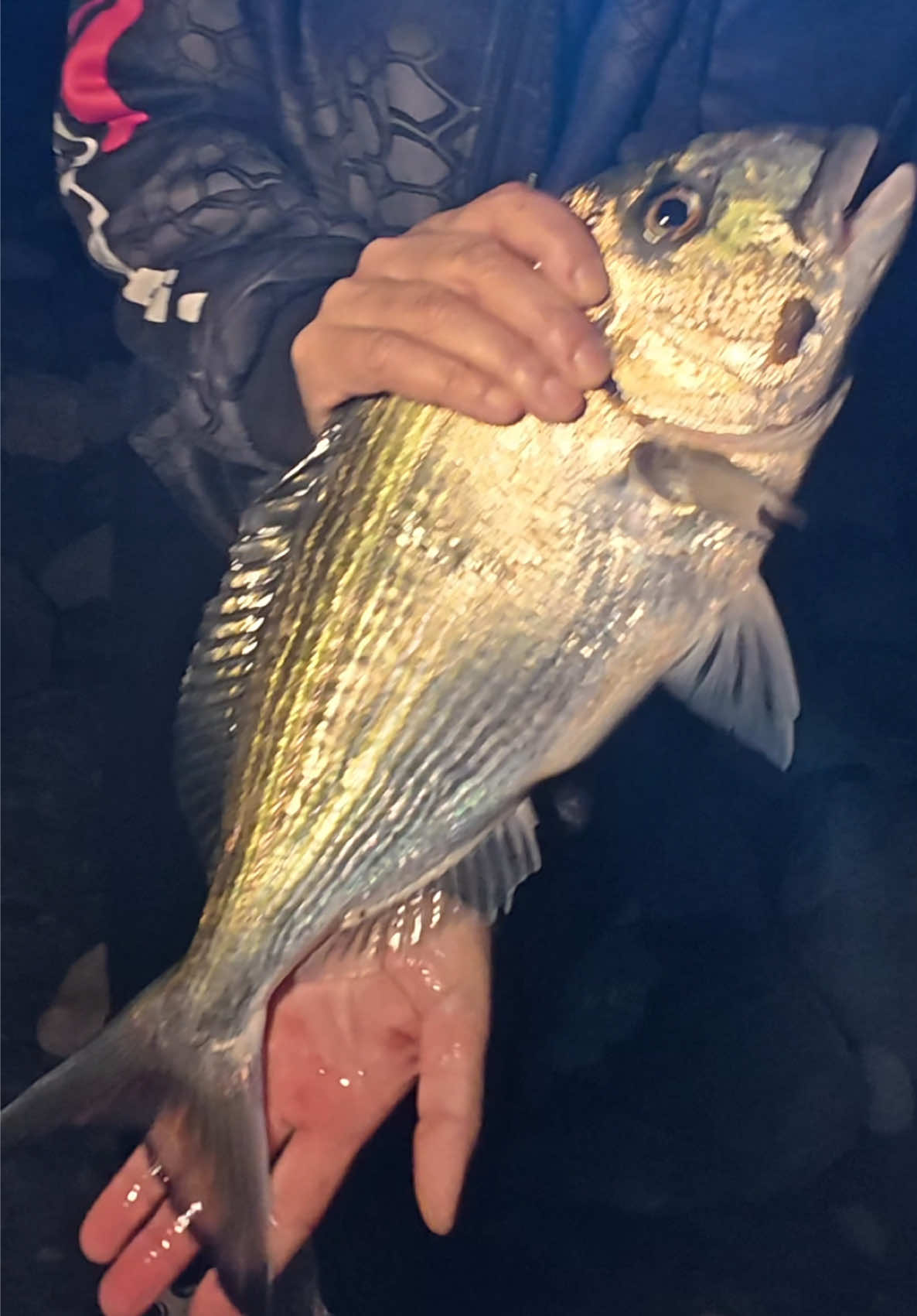 Çupra Nasıl Yakalanır ? 😂 Kaçan Balığı Suya Atlayıp Yakaladı ! Aksiyon ,Eğlence ,Balık Avı ,Aile Kampı hepsi bir arada. Pazar Gününü Bekleyin 😎❤️🧿👍 #balıkavı #balıkçılık #çupra #balık #kamp 