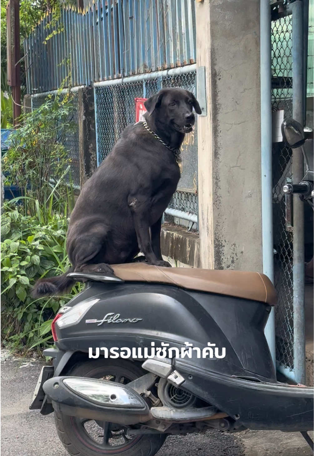คดเท่ #dog #dogsofttiktok #fyp #fypシ゚ 