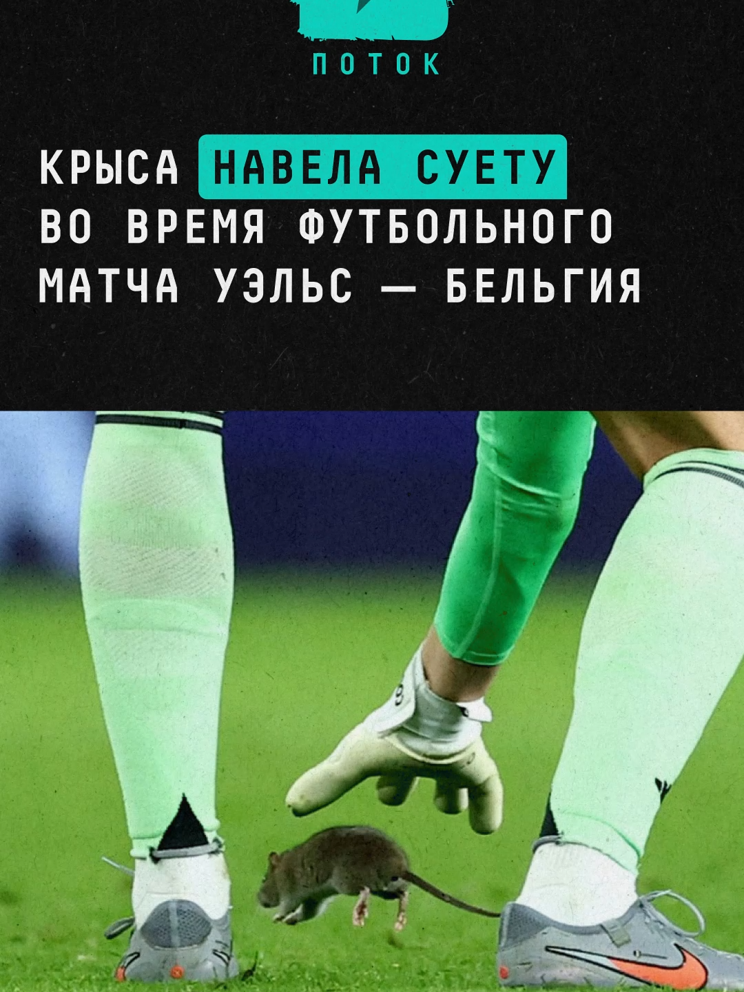 Крыса навела суету во время футбольного матча Уэльс — Бельгия #новости #поток #футбол #крыса #мем