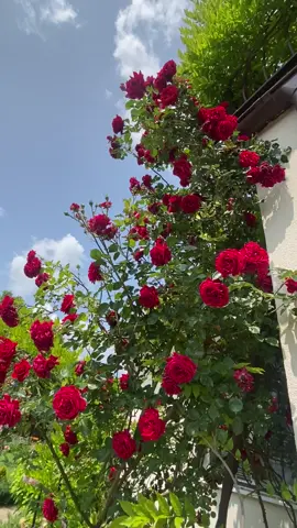 #moldova #garden #roses #молдова #мойсад 
