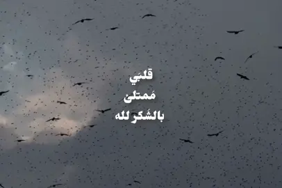 قلبي ممتلئ بالشكر لله 🤍#قصائد_حسينيه #باسم_الكربلائي #الشكرلله #اناشيد #محتوى_حسيني 