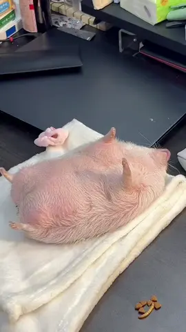 Động vật ngủ đáng yêu #xuhuong #pet #animals #cutepet #relaxing 