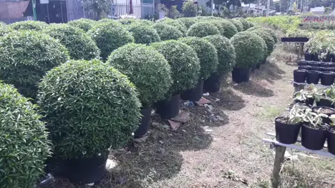 Loài cây trồng cảnh quan sân vườn, quán cà phê không thể thiếu. Đó chính là cây Mai vạn phúc #maivanphuc #sanvuondep #canhquansanvuon #sanvuon #hoamaivanphuc 