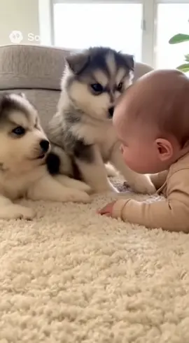 #baby #dogandbaby #dog 