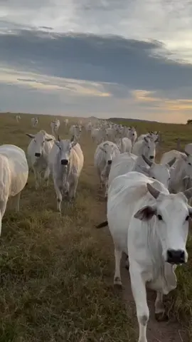 🤠🇧🇷 . crédito @rogerio_chambo . sigam ✅️  . #🐃🐃🐃🐃📿🐃📿📿📿📿💯🤠🔰🇧🇷  . 🤠🇧🇷