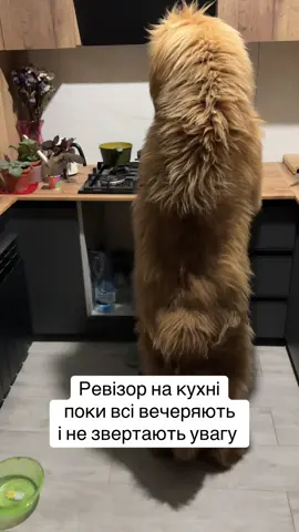 #mastiff #собачийблог #тибетськиймастиф #tibetanmastiff #doglife 