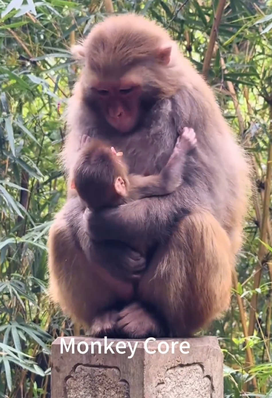 Monkey Core#fypシ #foryoupage #funnytiltok #animals #funnyvideos #funny #monkey #core 
