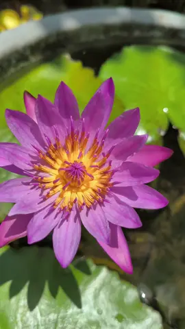 Bunga teratai #fyp #tanaman #bunga #flowers #bungahias 