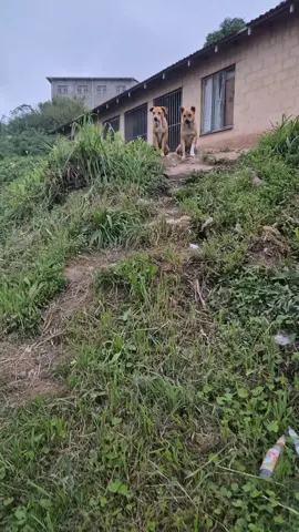 ABANDONED DOGS FOUND STARVING  Welbedacht township Durban  ​Yesterday one of our dedicated volunteers found two dogs in the Welbedacht township who were abandoned by their owner. They were emaciated and clearly starving. 😔 ​We immediately provided them with a big meal, and the pure, unbridled excitement they showed just for that food was a powerful reminder of how much the basics mean to them. They were so happy to finally eat. ​We're going to give them all the love and care they need to recover. Please help us spread the word and consider supporting our mission to rescue and feed more animals like these. Every little bit helps us turn despair into tail wags. STRAY PAWS ANIMAL RESCUE Standard Bank Current Acc Acc No 10137112279 Reference: Township Feeding Project   #RescueDogs #AbandonedAnimals #WelbedachtRescue #dogsoftiktok #straydogs 