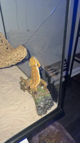 I’m just gone let her sleep in peace 🤣😂#beardeddragon #beardeddragonlife #reptiles #reptilelover #DreamFyre 🐉