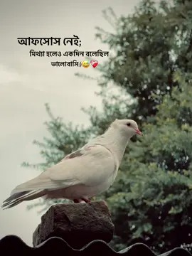 -আফসোস নেই;মিথ্যা হলেও একদিন বলেছিল ভালোবাসি:)😅❤️‍🩹#foryou#foryoupage#vairalvideo#bahglades#fyyyyyyyyyyyyyyyy@TikTok@TikTok Bangladesh@For You