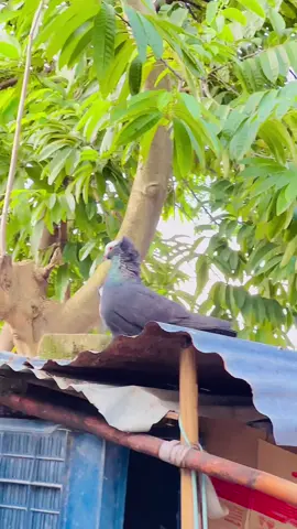 Tumi raj rani hoia thakba 🐸🕊️#kobotorlover #pigeon #pigeonlovers #tending #100millionviews @TikTok 
