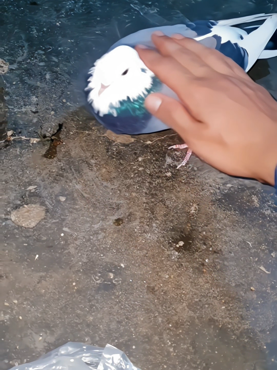 gggSardar 🎻💯🕊 #foryou #foryoupage #viralvideo #plzviralvideo #unfrrezemyaccount 