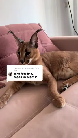 Ca răspuns pentru @Rian gata și nu doar o dată 🤣😎#fyp #caracal #5 #floppa 