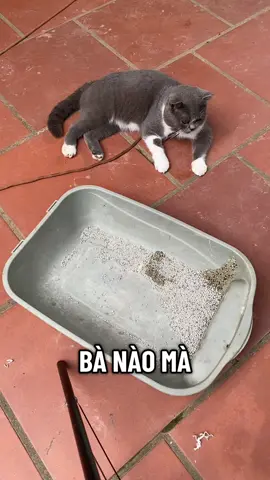 Cát Vệ Sinh Cho Mèo Đất Sét Tự Nhiên LaPaw 20L/10kg #catvesinhchomeo #catvesinhlapaw #catvesinh #catvesinhdatset #catmeo 