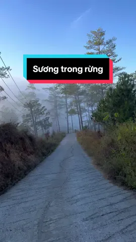Thích cảm giác chạy xe trong sương qua những rừng thông #dalatstatus #sanmaydalat #reviewdalat #Dalat #chill 