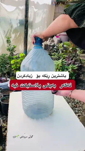 ‎ئەنجامەكەیم بۆ خۆم نەدیووە  ‎بەڵام بە ئەگەری زۆر دڵنیام سەركەوتوو دەبێت  ‎فۆڵەوم بكە بۆ دیتنەوەیی ئەنجامەكەیی 🌱 ‎ئەگەر هیچ سودت لە ڤیدۆكە دیت لایكی پۆستەكەت لە بیر نەچێت و دڵكە سەوزەكەشمان بۆ لە كۆمێنت دابنێ 💚 #kurd#kurd #كوردستان #كوردستان #kurdish #graduation #kurdistan #kurdistan #flower #flower #flowers #socialmedia #facebook #socialmedia #flowers #enstgram #facebook #bahar #slemani #happy #foryoupage #foryou #hawler #kurdistan🇹🇯️ #tiktok #sangasar #fashion#bougainvillea 