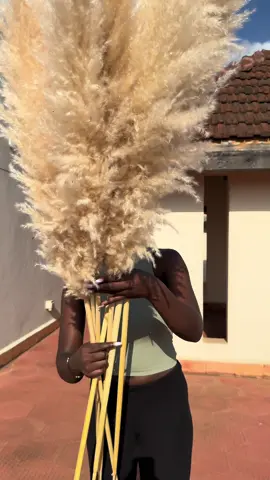 XL Pampas Grass! 🌾 Standing tall at 1.2 – 1.5 meters, each stem brings a dramatic boho vibe to your space — perfect for floor vases, corners, or statement arrangements. ✨ Price: Ksh 800 per stem ✨ We recommend 3–5 stems for a full, fluffy look ✨ Care is simple — no water needed, just fluff & style! ✨ We deliver countrywide 🚚💨 📞 Call/WhatsApp: 0757 939 070 to order yours today. #PampasGrass #BohoDecor #NaturalAesthetic #iheartdecorke