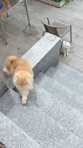 The look says everything #cat #catsoftiktok #funnyvideo #fyp #pet 