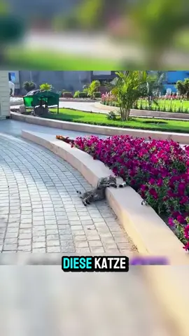 Er rettet die Katzen