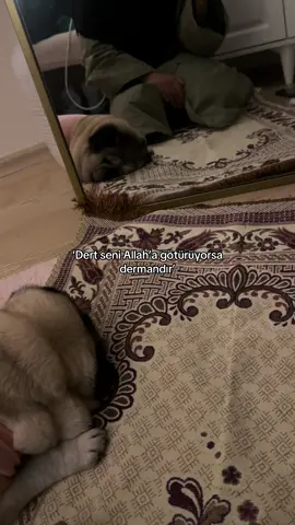 Köpek olan eve melek girmez demeye kalkışmayın #keşfet #keşfetteyizzz 