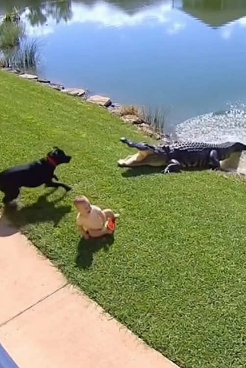 #dog #baby #crocodile #fyp  #protection 