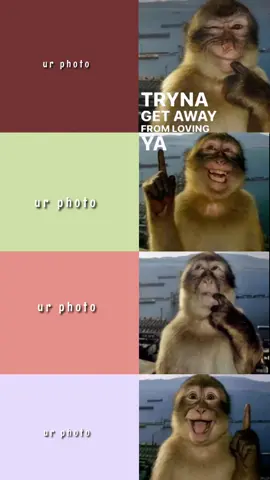#template #CapCut #trend #foto #with #monkey 
