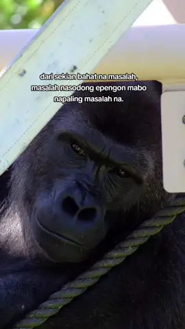 jau epeng#masukberandafyp #fyf #bataktiktok #mandailingnatal #fyppppppppppppppppppppppp 