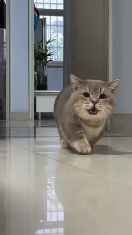 #funnyvideos #catsoftiktok #cutecat #funny #fatcat 