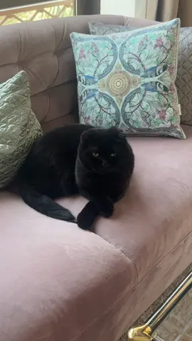 Distinguished gentleman 3 years later #scottishfold #brownscottishfold #catsoftiktok #cats #blackscottishfold 