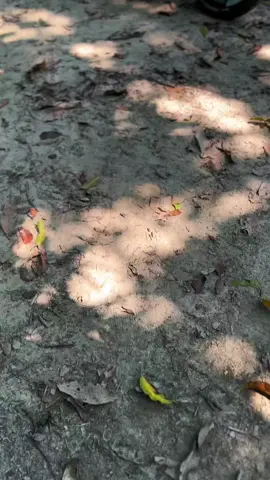 #trendingsong #viralvideo #fyppppppppppppppppppppppp #heroxtreme125r #viralvideo 