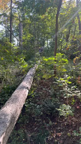 @BRUNT Workwear @GREENBEAN👑🦆 @Husqvarna USA @Matt D @Boys In The Woods 