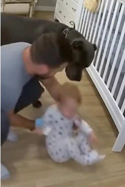 Dog alway protect baby in critical moment #baby #dog #protect #Love #tiktok