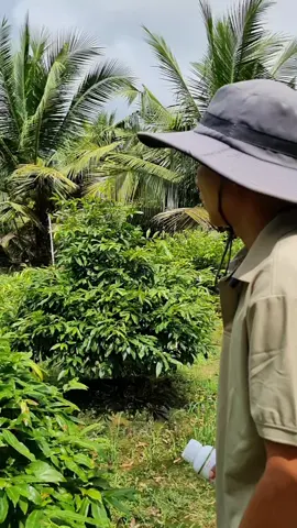 Nano Đồng khắc tinh nấm khuẩn rĩ sắt, đốm lá, cháy lá trên cây #maivang #nanodong #vuonmaianhquy 