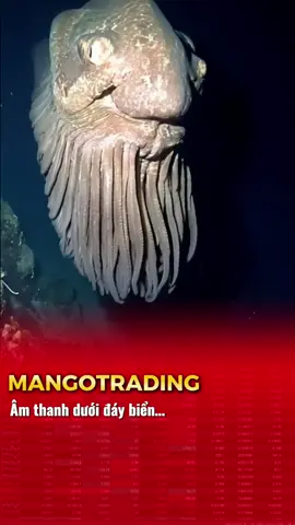 •Anh em Phe nào đây ?? 🤿 or 🚀 cmt điểm danh nào 🙄#tintuc #crypto #Hoctradecungmango #fyp #forex 
