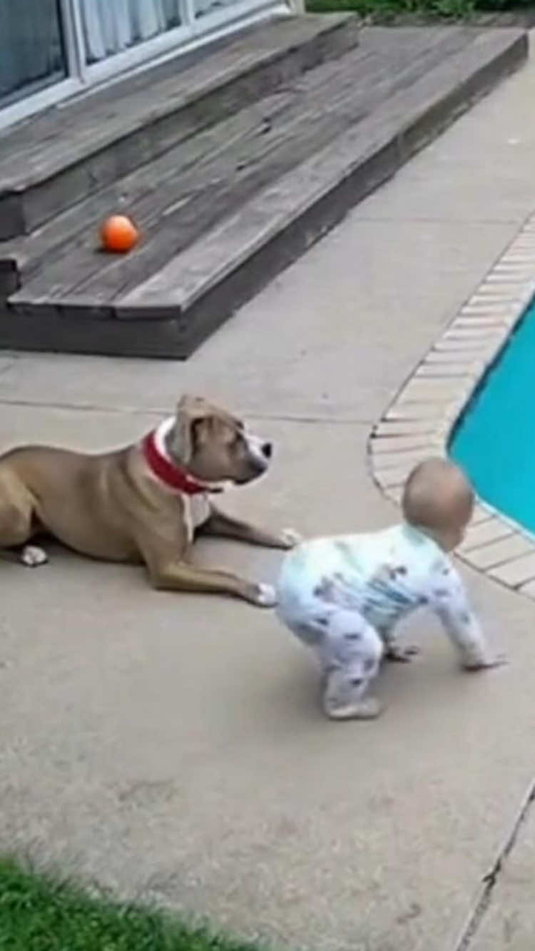 Dog alway protect baby in critical moment #baby #dog #protect #Love #tiktok