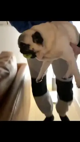 Adorable 😂🐶🎾 #pug #pugs #dogs #pugloversclub #puglover Credit: 📷📸 👑Pugs