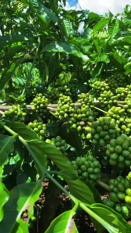 Pesona Robusta Clone  #foryou #fyppppppppppppppppppppppp #coffee #robusta #agriculture 