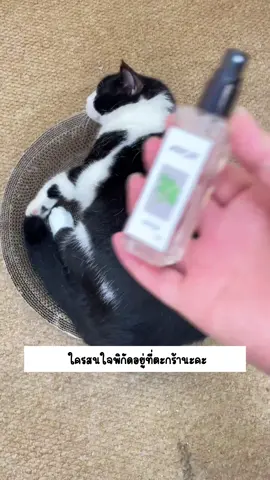 #สเปรย์คลายเครียดแมว #สเปรย์แมว #สเปรย์แมวฟิน #สเปรย์แคทนิป 