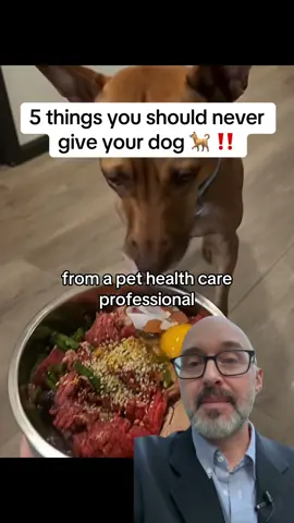 five things you should never give your dog.. #PetsOfTikTok #dogsoftiktok #dogfood #dogs #veterinarian 