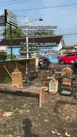 Lanang opo ra jano ki 🔥🤣#fypシ゚viral #kicaumaniaindonesia #muraibatuindonesia #sogonmaniaindonesia 