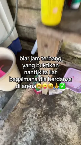 bicara mu macam paling betul, tapi pas ketemu diarena ayammu kaya untulll