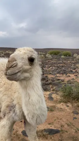 #اكسبلور_تيك_توك #مكشات_وناسة_بر #تصوري📸 #2014 