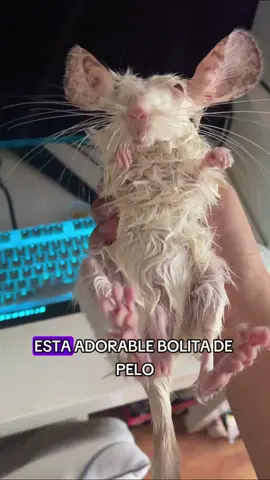 This adorable little ball of fur looks like a soaking wet mouse when it hits water, but it's actually a chinchilla.#Foryou #animals #Friendship #Us #Chinchilla