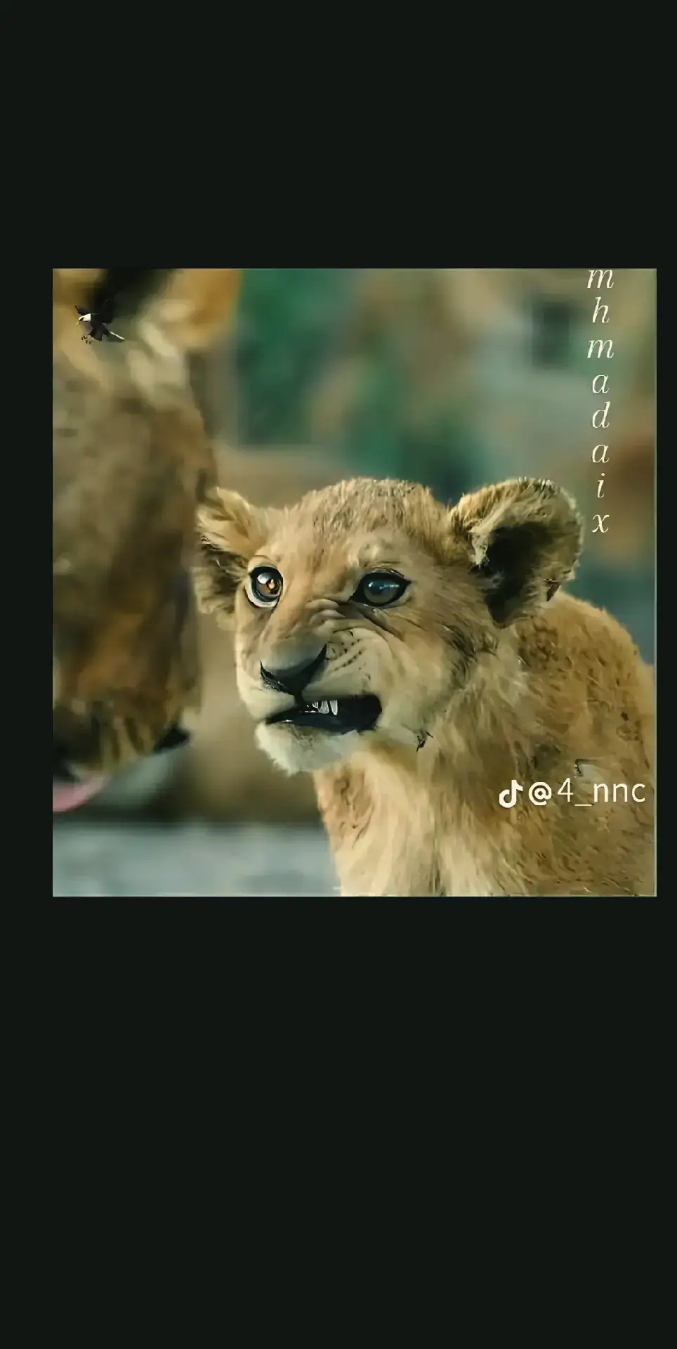@جاسم 💞😂ماكو ختلاف....... 