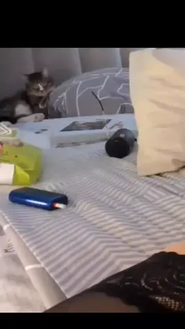 เป็นห่วงมี๊ถึงขั้นมานอนเฝ้าเลยหรอ😅 #แมว #แมวน่ารัก #มีลูกเป็นแมว #มาดูแมวห้องเรามั้ย #ฟีดดดシ 