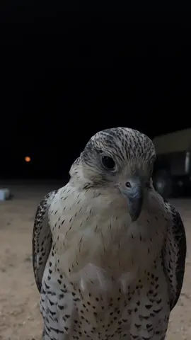 #صقر #بر #مقناص_الطيور #بر 