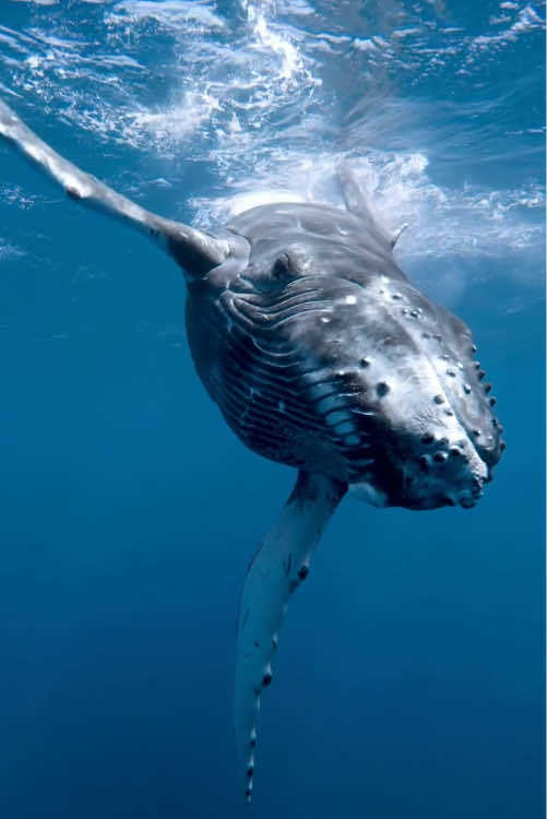 The one who creates balance in the ocean 🐋🌊 #amazingocean #whales 