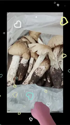 🥰🥰🥰🥰🥰🥰🥰🥰