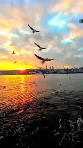 ياطير ياليت عندي مثلك جناحين متى ماحبيت طرت #